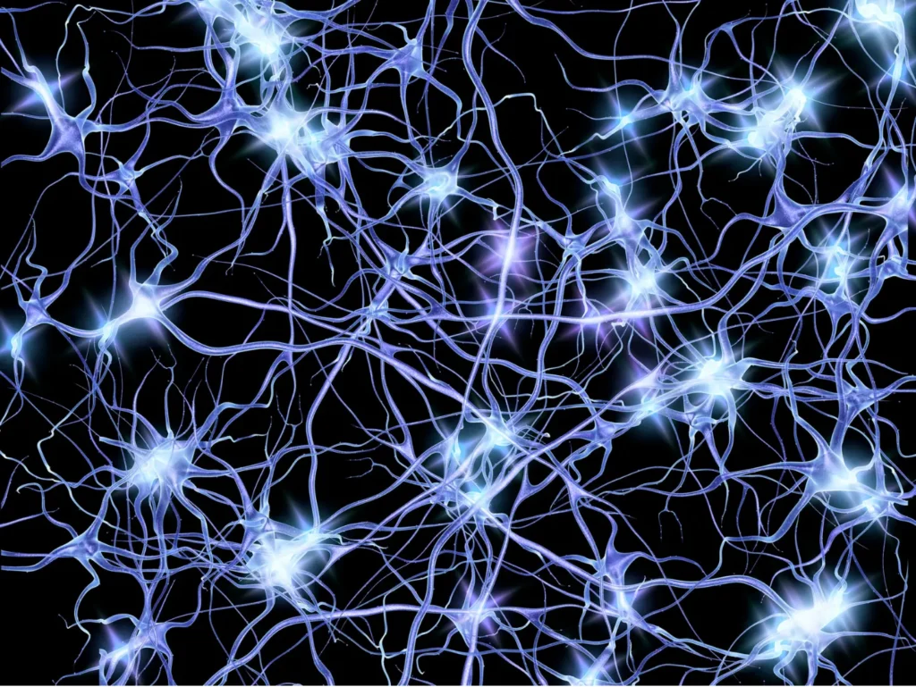 Photo of brain neurons