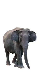 Elephant without tusks standing and facing forward