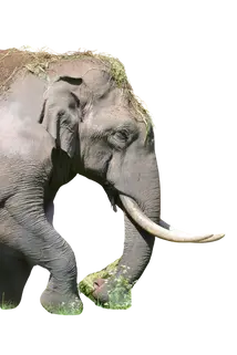 Side view of an elephant with long tusks, eating grass